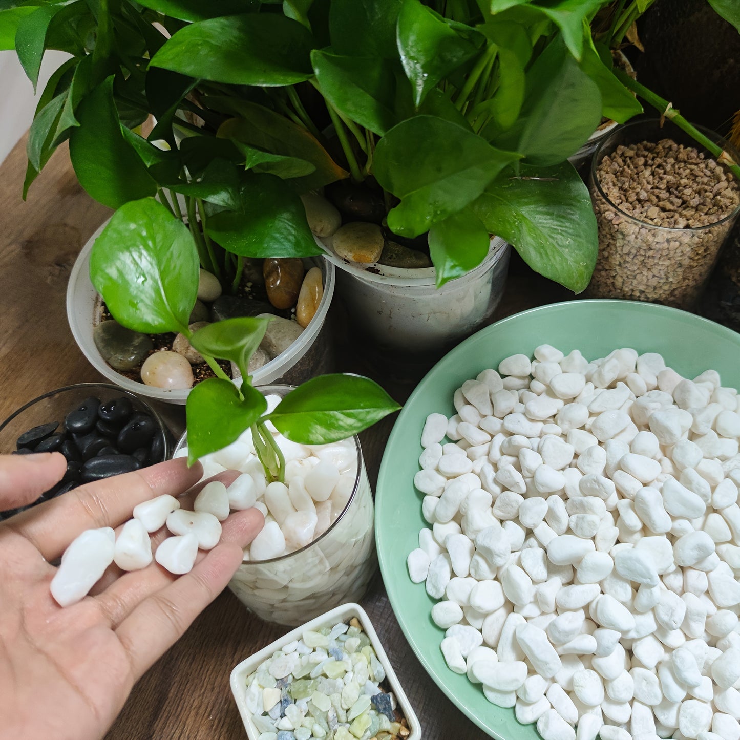 18lb Polished White Pebbles